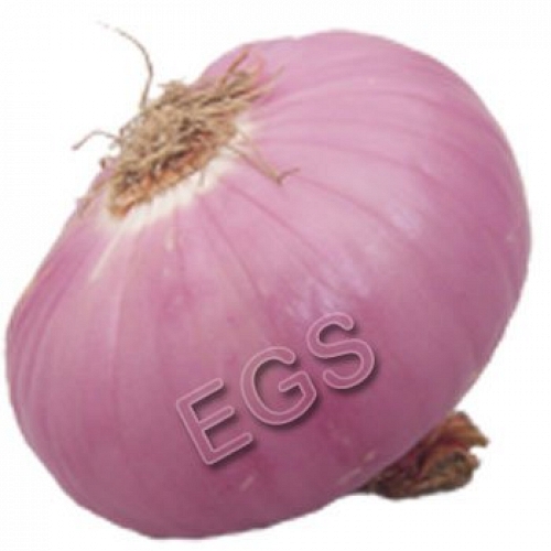 Fresh Onion 5 KG
