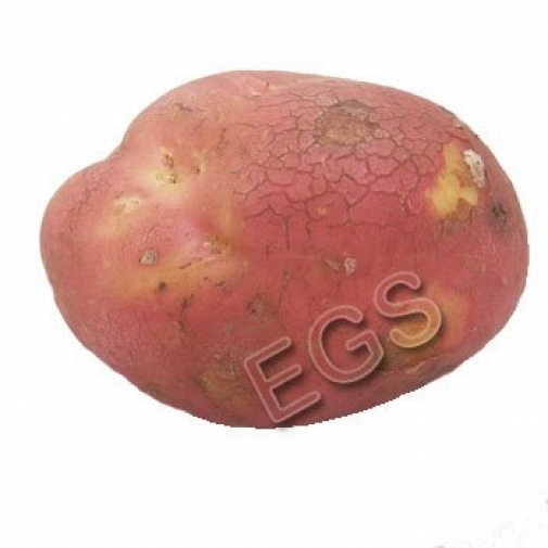 Fresh Potato 5 KG