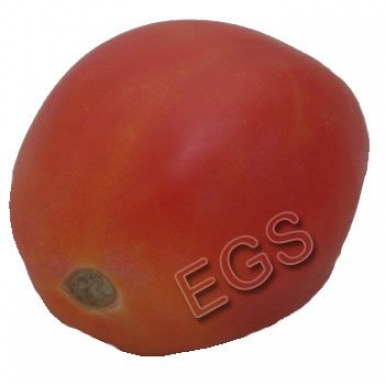 Fresh Tomato 1KG