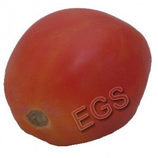 Fresh Tomato 2KG